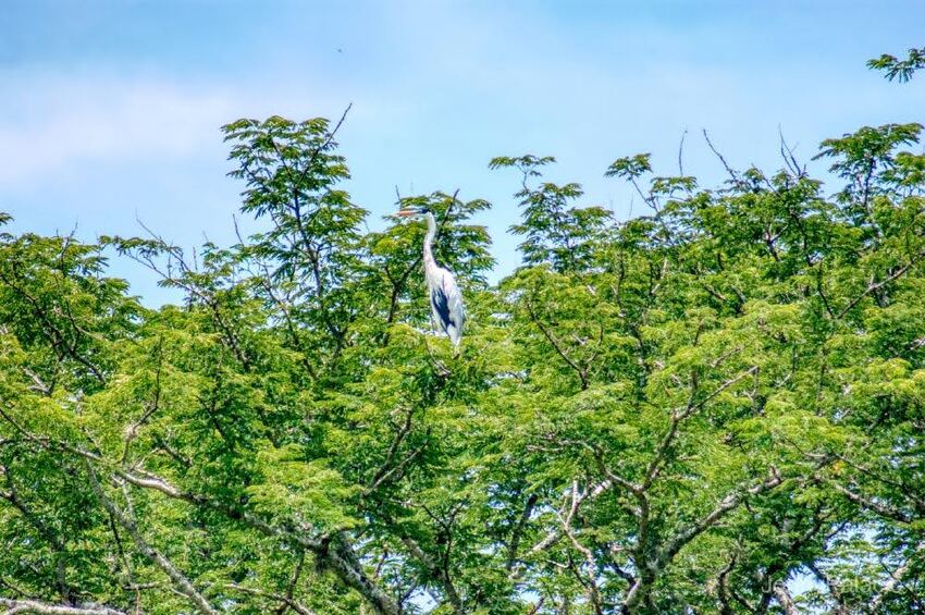 Avistamiento de aves