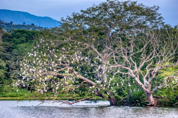 Avistamiento de aves