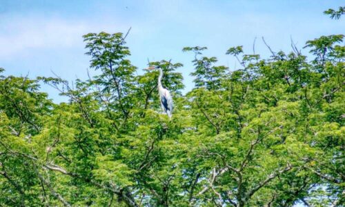 Hospedajes en lugares llenos de naturaleza: guía completa para tu descanso
